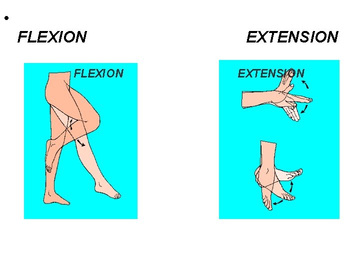  • FLEXION EXTENSION 