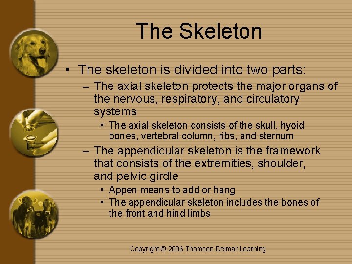 The Skeleton • The skeleton is divided into two parts: – The axial skeleton