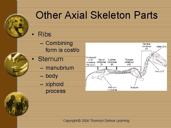 Other Axial Skeleton Parts • Ribs – Combining form is cost/o • Sternum –