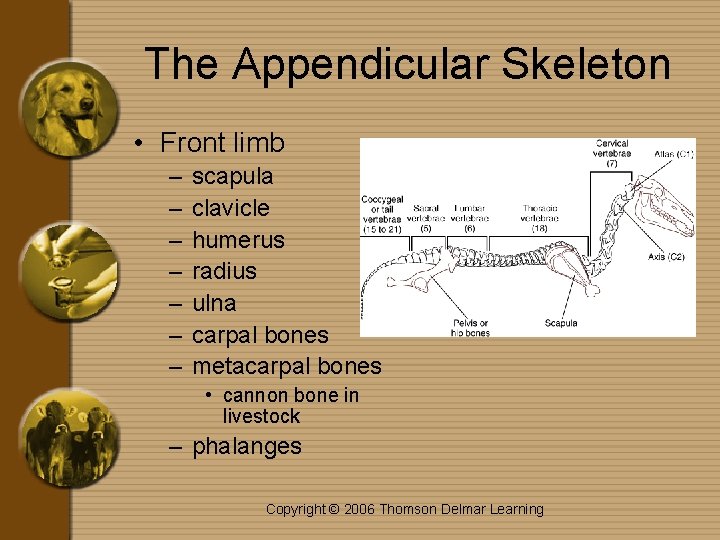 The Appendicular Skeleton • Front limb – – – – scapula clavicle humerus radius