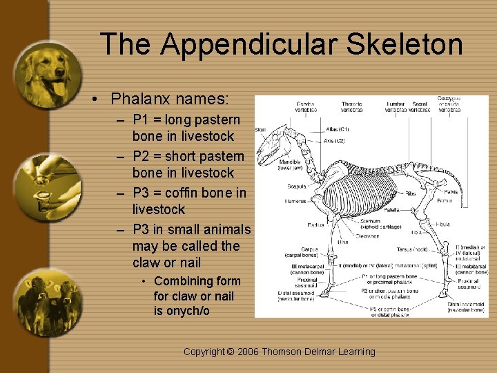 The Appendicular Skeleton • Phalanx names: – P 1 = long pastern bone in