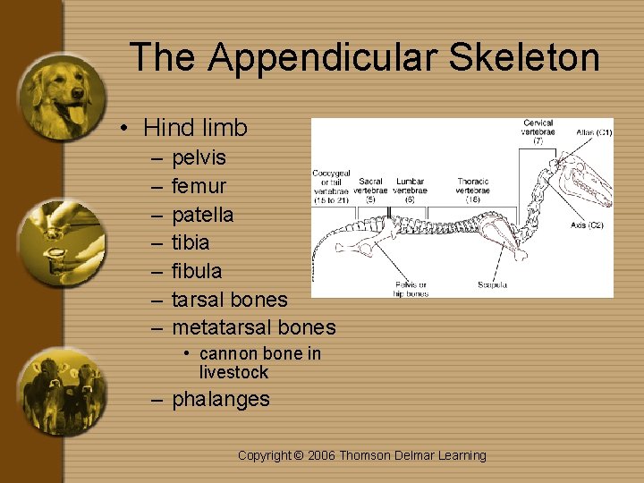 The Appendicular Skeleton • Hind limb – – – – pelvis femur patella tibia