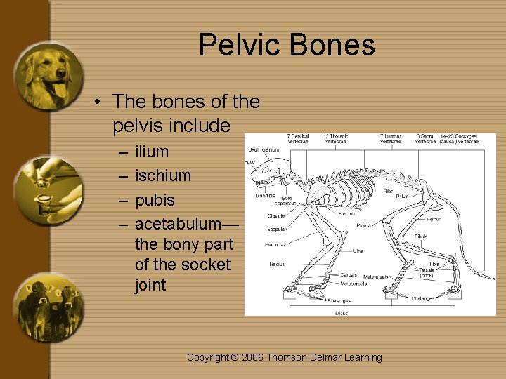 Pelvic Bones • The bones of the pelvis include – – ilium ischium pubis