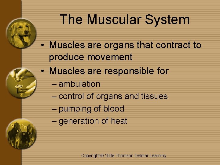 The Muscular System • Muscles are organs that contract to produce movement • Muscles