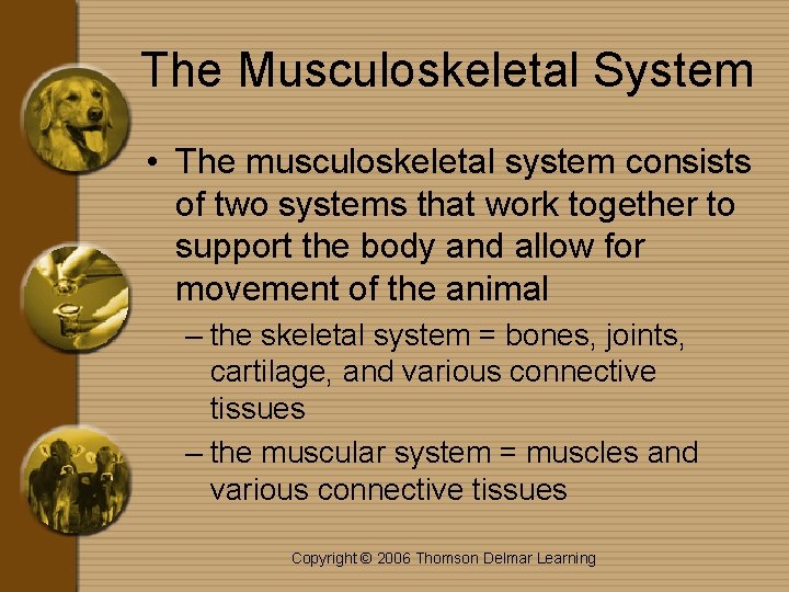 The Musculoskeletal System • The musculoskeletal system consists of two systems that work together