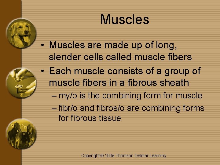 Muscles • Muscles are made up of long, slender cells called muscle fibers •