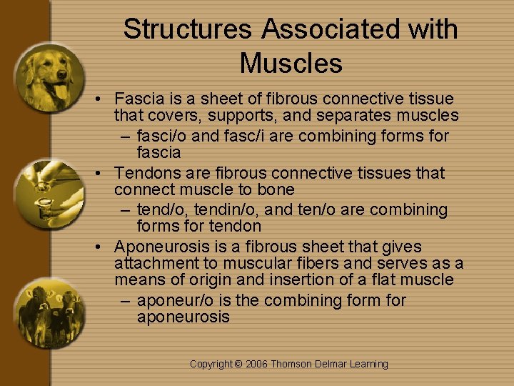 Structures Associated with Muscles • Fascia is a sheet of fibrous connective tissue that