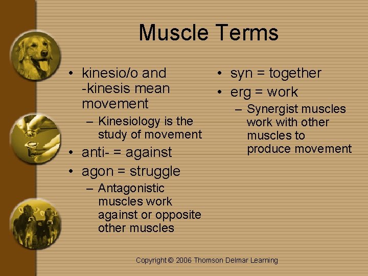 Muscle Terms • kinesio/o and -kinesis mean movement – Kinesiology is the study of
