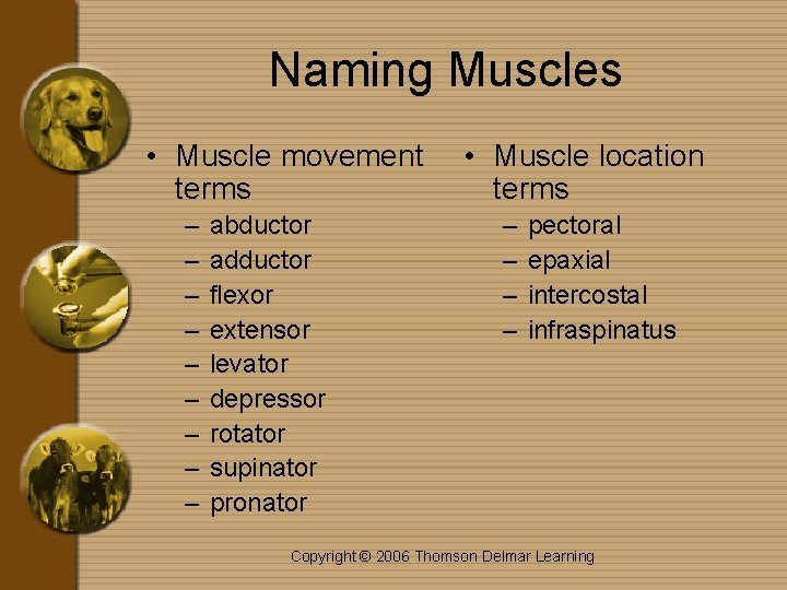 Naming Muscles • Muscle movement terms – – – – – abductor adductor flexor