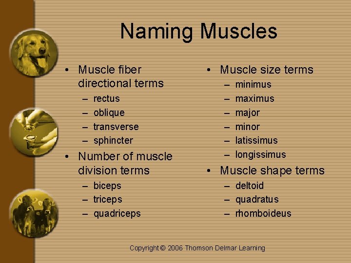 Naming Muscles • Muscle fiber directional terms – – rectus oblique transverse sphincter •