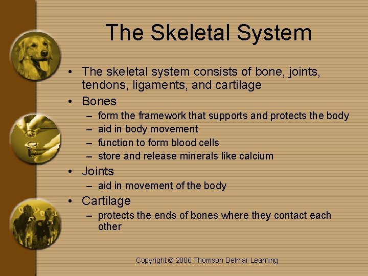 The Skeletal System • The skeletal system consists of bone, joints, tendons, ligaments, and