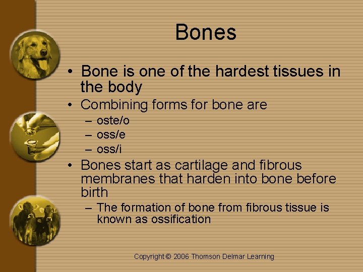 Bones • Bone is one of the hardest tissues in the body • Combining