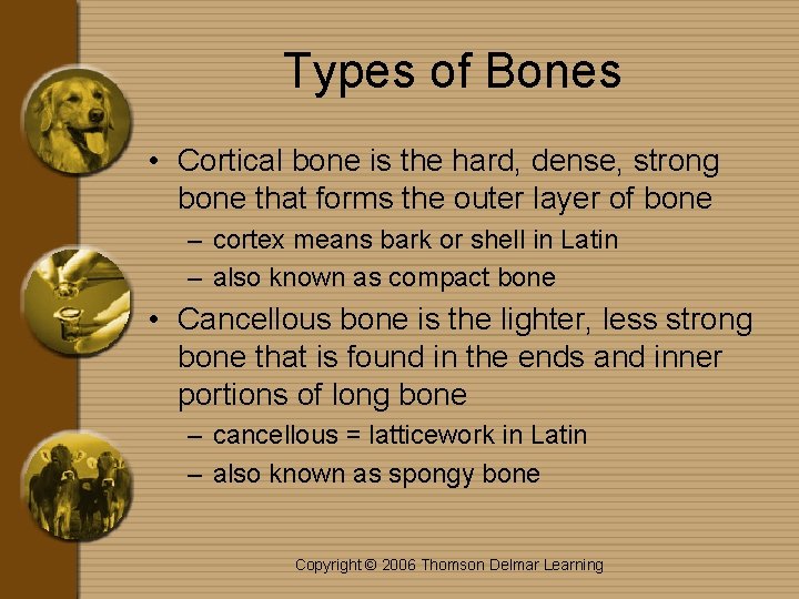 Types of Bones • Cortical bone is the hard, dense, strong bone that forms