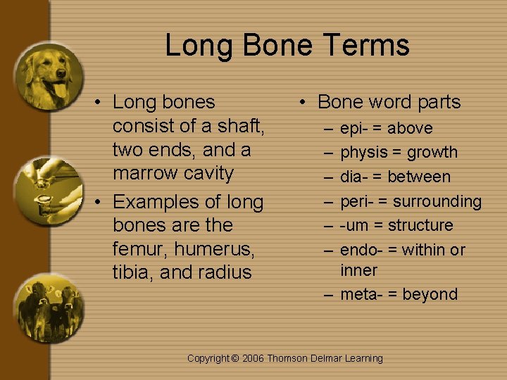 Long Bone Terms • Long bones consist of a shaft, two ends, and a