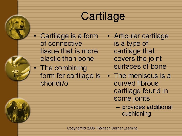 Cartilage • Cartilage is a form • Articular cartilage of connective is a type