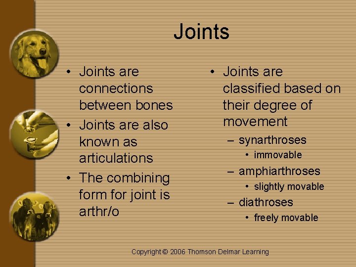 Joints • Joints are connections between bones • Joints are also known as articulations
