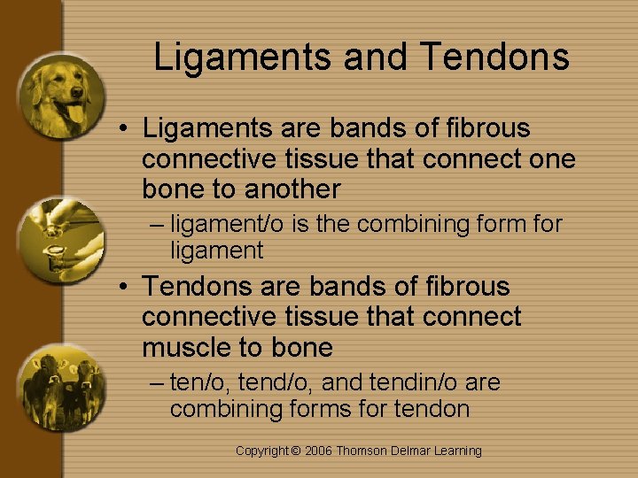 Chapter 3 Meat and Bones The Musculoskeletal System