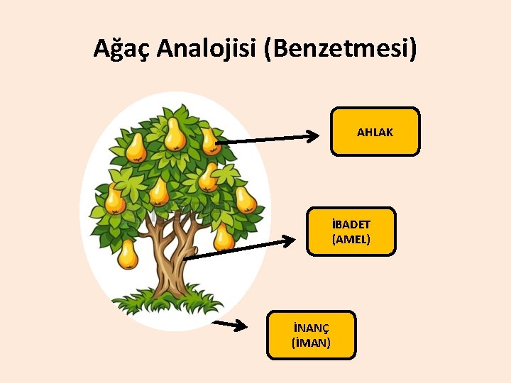 Ağaç Analojisi (Benzetmesi) AHLAK İBADET (AMEL) İNANÇ (İMAN) 