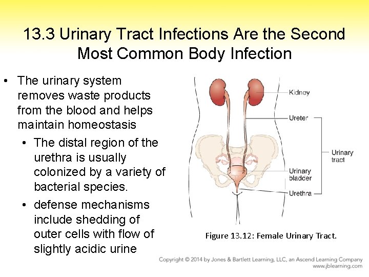 13. 3 Urinary Tract Infections Are the Second Most Common Body Infection • The