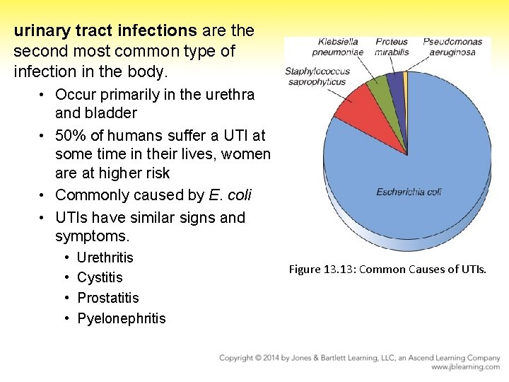 urinary tract infections are the second most common type of infection in the body.