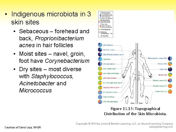  • Indigenous microbiota in 3 skin sites • Sebaceous – forehead and back,