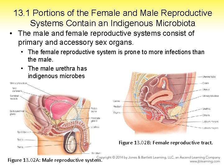 13. 1 Portions of the Female and Male Reproductive Systems Contain an Indigenous Microbiota