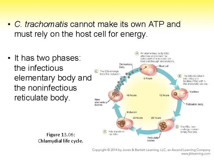  • C. trachomatis cannot make its own ATP and must rely on the