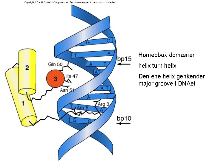 Homeobox domæner helix turn helix Den ene helix genkender major groove i DNAet 