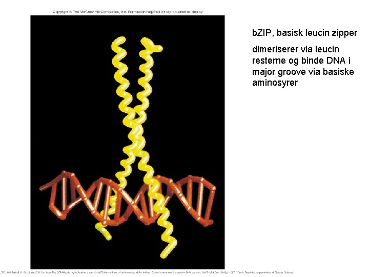 b. ZIP, basisk leucin zipper dimeriserer via leucin resterne og binde DNA i major