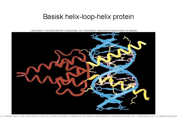 Basisk helix-loop-helix protein 