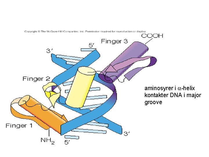 aminosyrer i a-helix kontakter DNA i major groove 