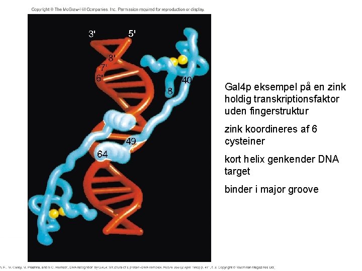 Gal 4 p eksempel på en zink holdig transkriptionsfaktor uden fingerstruktur zink koordineres af