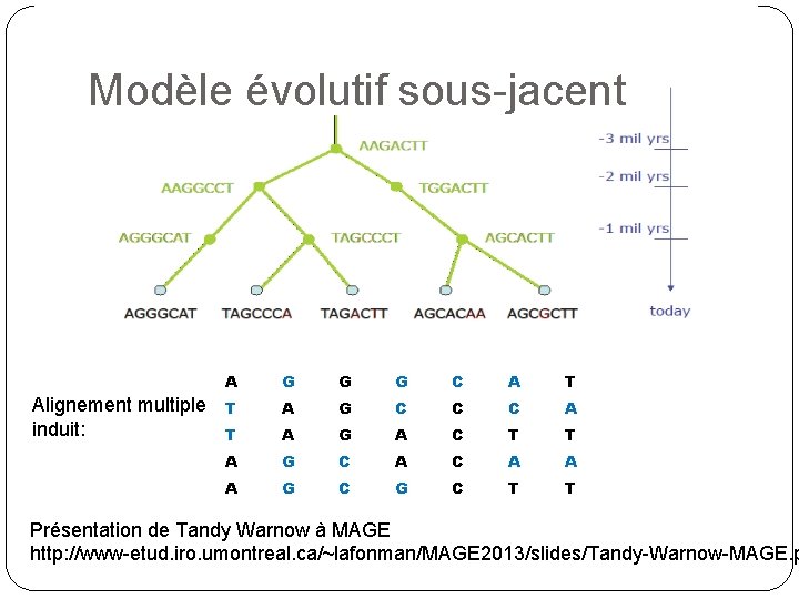 Modèle évolutif sous-jacent Alignement multiple induit: A G G G C A T T
