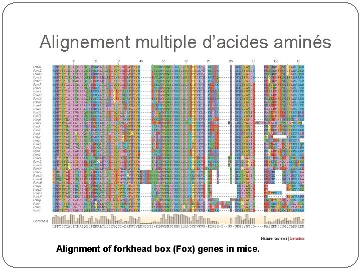 Alignement multiple d’acides aminés Alignment of forkhead box (Fox) genes in mice. 