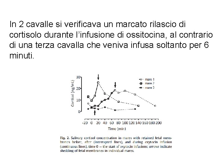 In 2 cavalle si verificava un marcato rilascio di cortisolo durante l’infusione di ossitocina,