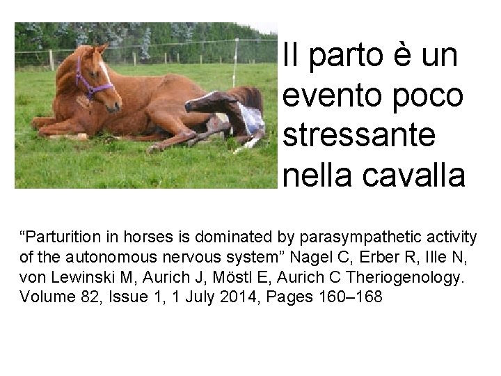 Il parto è un evento poco stressante nella cavalla “Parturition in horses is dominated