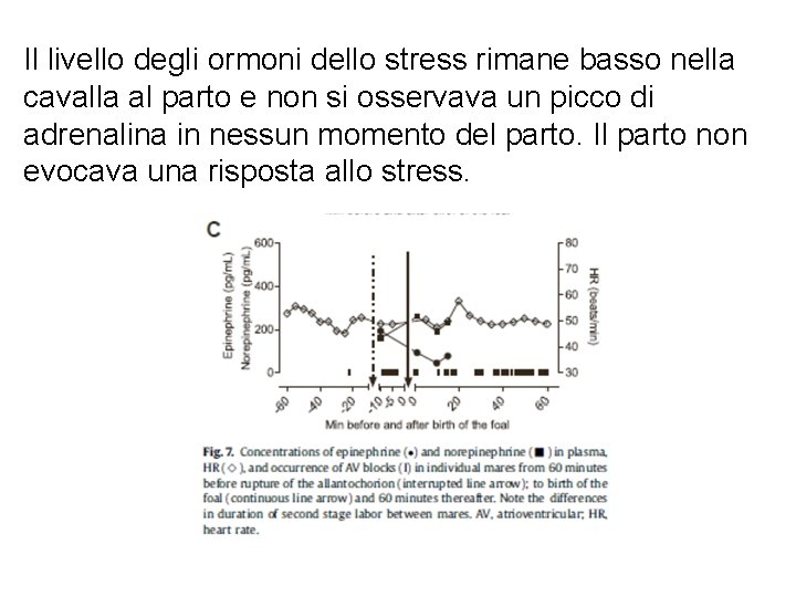 Il livello degli ormoni dello stress rimane basso nella cavalla al parto e non