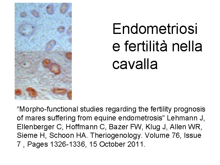 Endometriosi e fertilità nella cavalla “Morpho-functional studies regarding the fertility prognosis of mares suffering