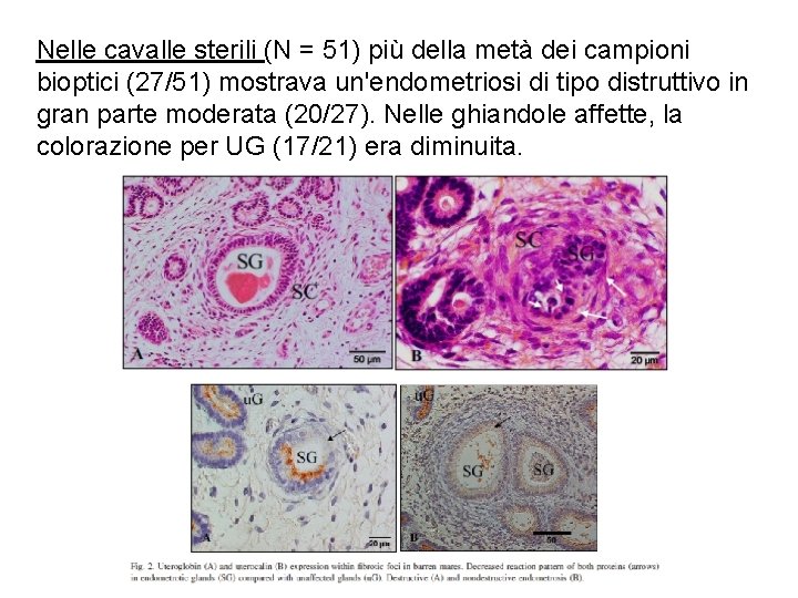 Nelle cavalle sterili (N = 51) più della metà dei campioni bioptici (27/51) mostrava