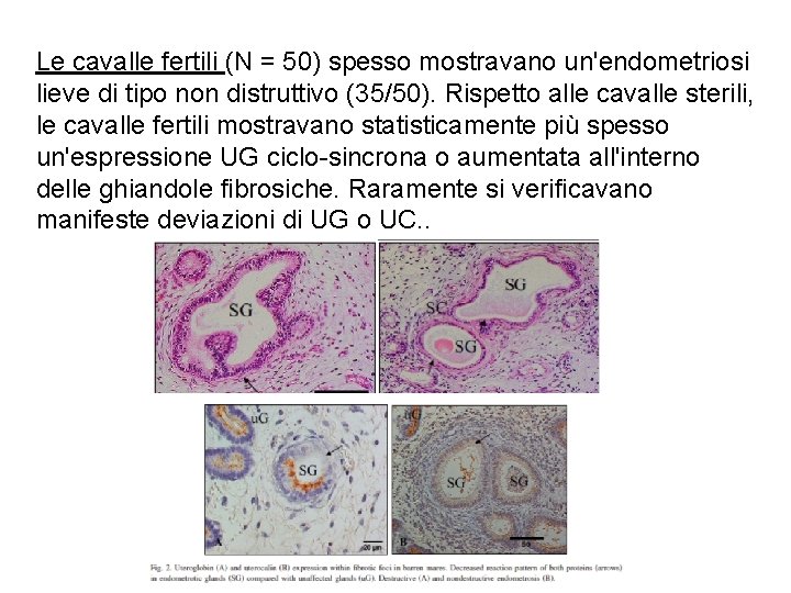 Le cavalle fertili (N = 50) spesso mostravano un'endometriosi lieve di tipo non distruttivo