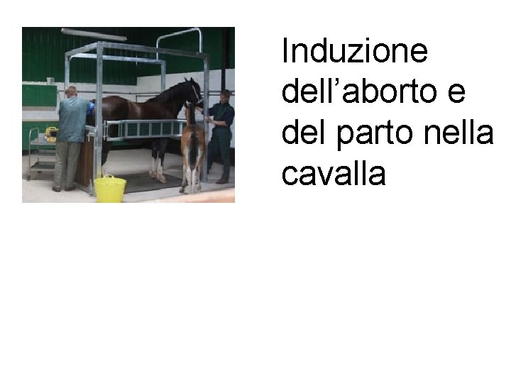 Induzione dell’aborto e del parto nella cavalla 