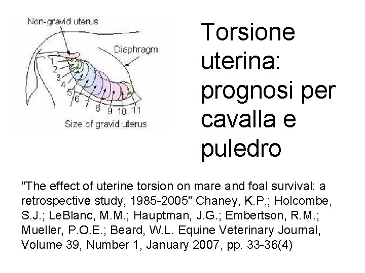 Torsione uterina: prognosi per cavalla e puledro "The effect of uterine torsion on mare