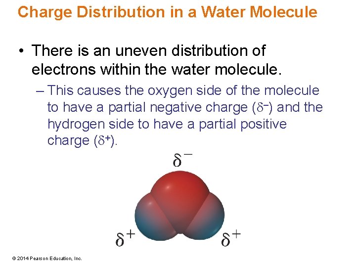 Charge Distribution in a Water Molecule • There is an uneven distribution of electrons