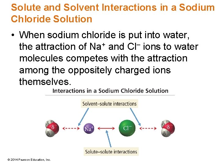 Solute and Solvent Interactions in a Sodium Chloride Solution • When sodium chloride is