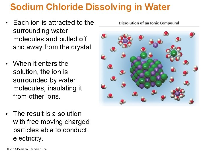 Sodium Chloride Dissolving in Water • Each ion is attracted to the surrounding water