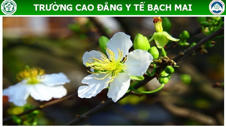 TRƯỜNG CAO ĐẲNG Y TẾ BẠCH MAI 26 