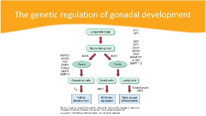 The genetic regulation of gonadal development 
