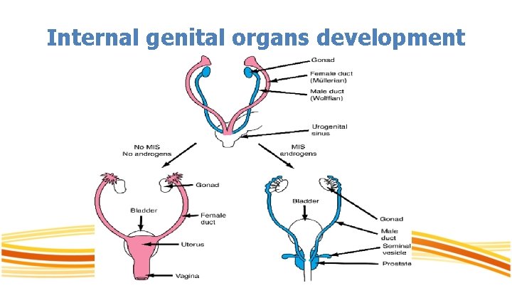 Internal genital organs development 