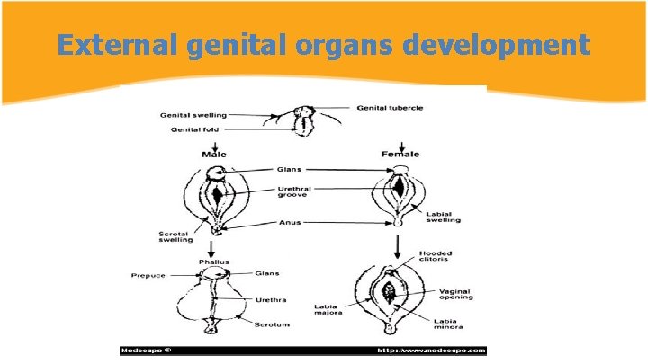 External genital organs development 