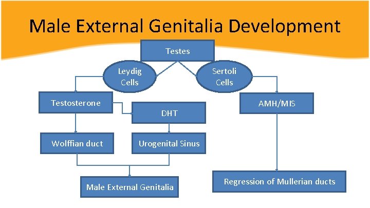 Male External Genitalia Development Testes Leydig Cells Testosterone Wolffian duct Sertoli Cells DHT AMH/MIS